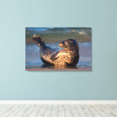 Toile Un bébé phoque levant sa queue (Insitu (Plancher de Bois))