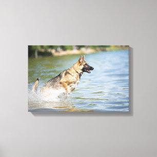 Toile Un berger allemand se jette dans l'eau