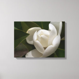 Toile Un bourgeon blanc de fleur de magnolia du sud