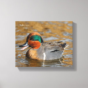 Toile Un canard Turquoise à ailes vertes chatté à l'étan