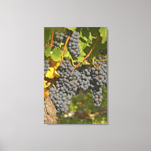 Toile Un cep de vigne avec des grappes de raisin Merlot