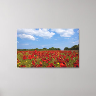 Toile Un champ complètement des fleurs rouges