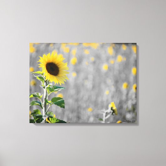 Toile Un champ de tournesols (Recto)