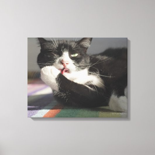Toile Un chat qui lèche c'est paw (Recto)