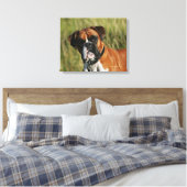 Toile Un chien de boxe qui regarde à la caméra (Insitu(Chambre))