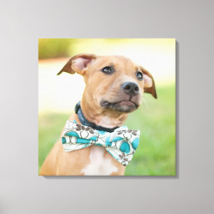 Toile Un Chiot Brown Porte Une Cravate De Bow Colorée