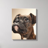 Toile Un chiot de Brindle Boxer qui regarde curieusement (Recto)