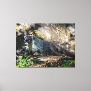 Toile Un coati à nez blanc dans la forêt tropicale du Co