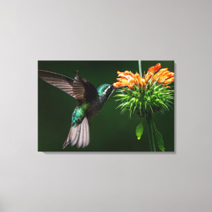 Toile Un colibri à gorge blanche savoure du nectar