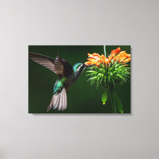 Toile Un colibri à gorge blanche savoure du nectar