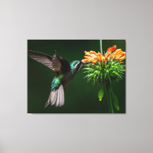 Un Colibri de la Montagne Blanche savoure le necta