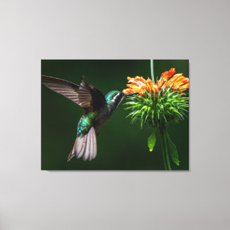 Toile Un Colibri de la Montagne Blanche savoure le necta