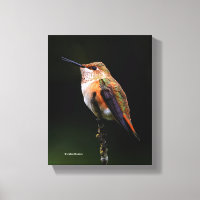 Un colibri roux doux Poses sur l'arbre fruitier