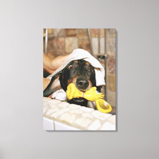 Toile Un dachshund baigné. (Recto)