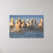Toile Un Groupe De Chevaux Blancs En Camargue (Recto)
