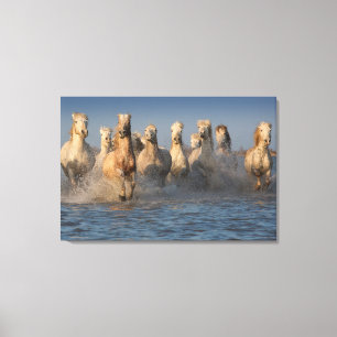 Toile Un Groupe De Chevaux Blancs En Camargue