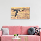 Toile Un harceleur du Nord exceptionnel à la chasse dans (Insitu(Salon))