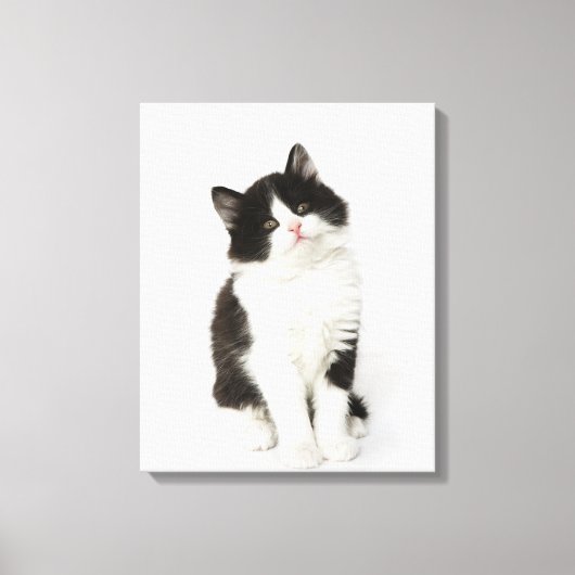 Toile Un jeune chaton assis regardant la caméra (Recto)