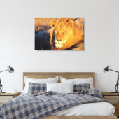 Toile Un lion à crinière rouge regardant l'appareil phot (Insitu(Chambre))