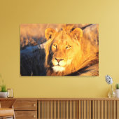 Toile Un lion à crinière rouge regardant l'appareil phot (Insitu(Salon))