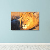 Toile Un lion à crinière rouge regardant l'appareil phot (Insitu (Plancher de Bois))