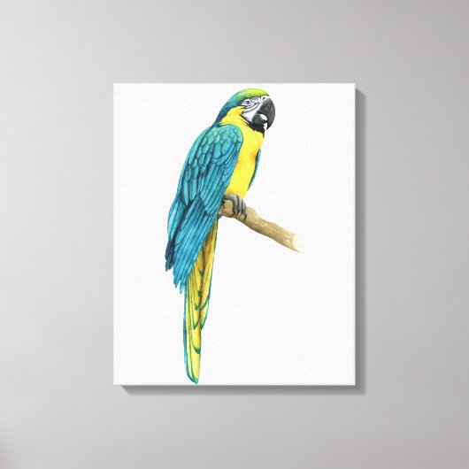 Toile Un Macaw Turquoise (Recto)