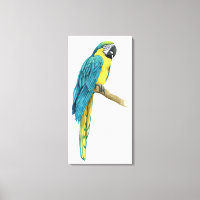 Un Macaw Turquoise