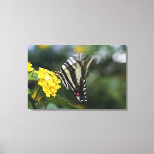 Toile Un papillon, dans la famille des machaons ou