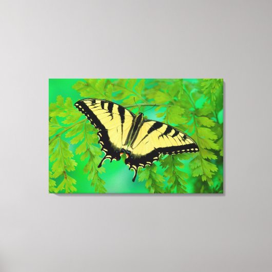 Toile Un papillon swallowtail atterrissant (Recto)