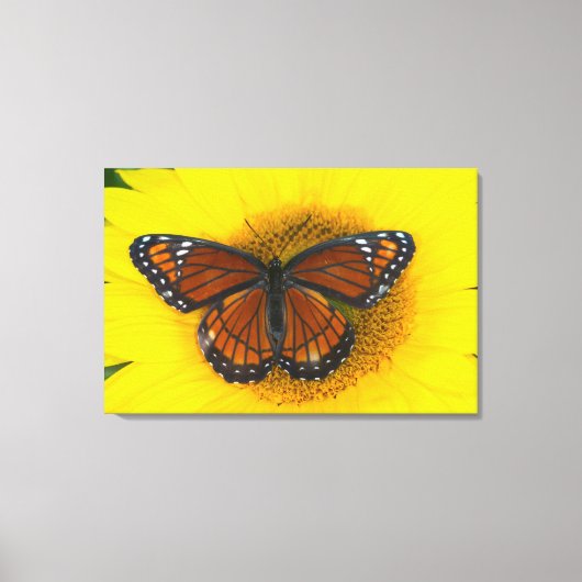 Toile Un papillon vice-roi | Limenitis Archippus (Recto)