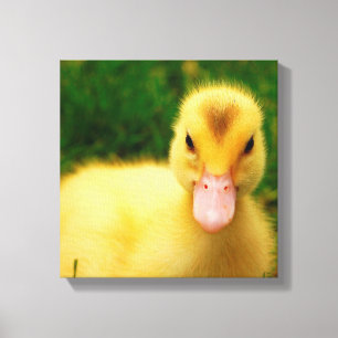 Toile Un Petit Canard