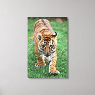 Toile Un petit tigre mignon