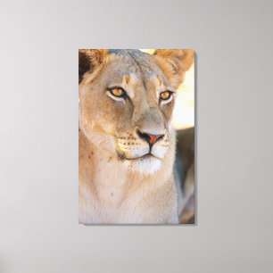 Toile Un portrait d'une lionne regardant au loin
