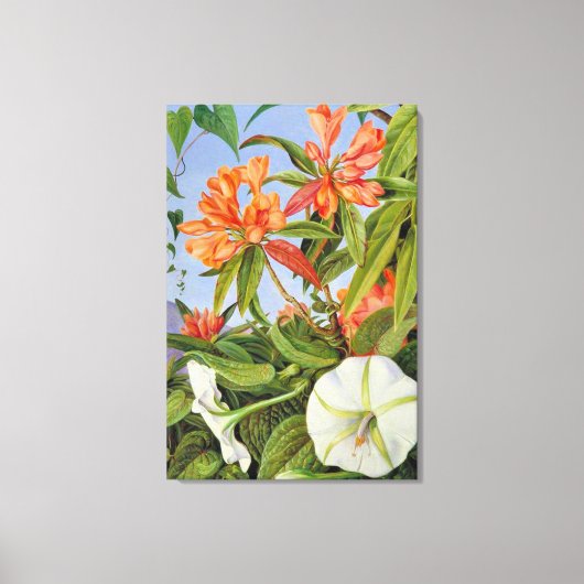 Toile Un Rhododendrum et Ipomoea de Java (Recto)