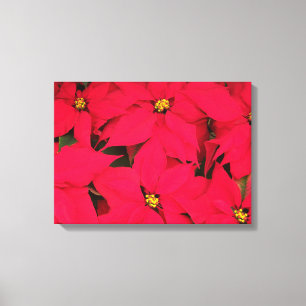 Toile Un tas de Poinsettias de Noël aux couleurs vives