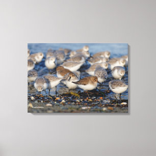 Toile Un troupeau de Dunlins et Sanderlings à la plage