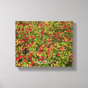 Toile Une Californie en fleurs : Mimulus 'Red'