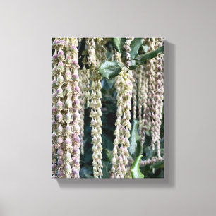 Toile Une Californie en floraison : Tassels de soie