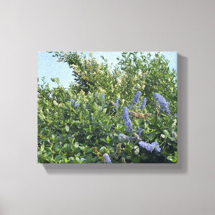 Toile Une Californie florissante : Les fleurs bleues