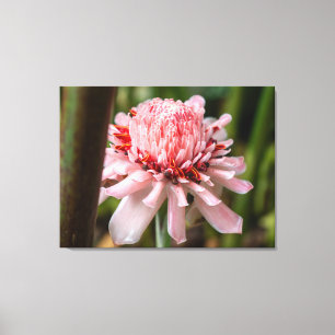 Toile Une fleur de gingembre torche rose au Costa Rica