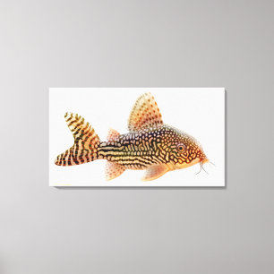 Toile Une Grande Corydoras Stérbae Catfish Enveloppé Can