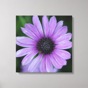 Toile Une marguerite pour toi !
