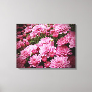 Toile Une mer de chrysanthèmes roses