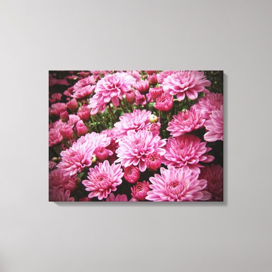 Toile Une mer de chrysanthèmes roses (Recto)