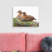 Toile Une paire de canards arlequins sur les rochers (Insitu(Salon))