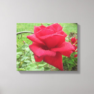 Toile Une rose rouge dans la tenture murale de pluie