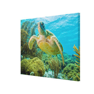 Toile Une tortue verte sur les récifs peu profonds de