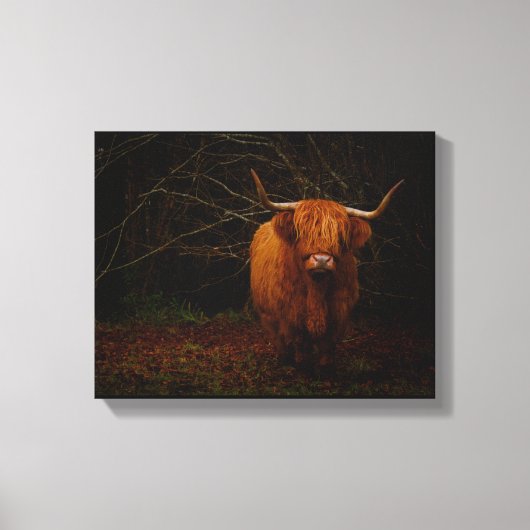 Toile Une vache écossaise des Highlands (Recto)