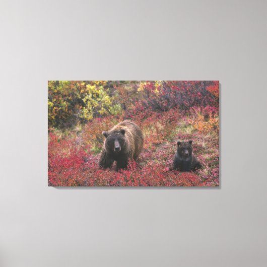 Toile USA, Alaska, Denali National Park. Ours grizzli (Recto)