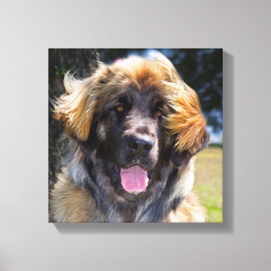 Toile USA, Californie. Portrait De Leonberger Assis (Recto)